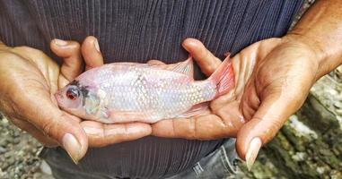 Man Holding Oreochromis niloticus fish or tilapia. Fresh Oreochromis niloticus is quite large and ready to be marketed photo