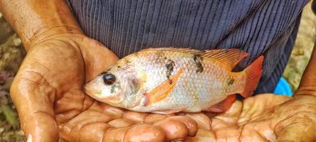 Man Holding Oreochromis niloticus fish or red tilapia. Fresh Oreochromis niloticus is quite large and ready to be marketed photo