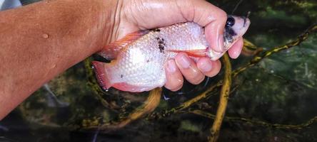 Selection of Oreochromis niloticus fish seeds or tilapia in fish ponds. Oreochromis niloticus which has entered productive age will be used as broodstock photo