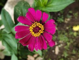 flores de zinnia haageana que florecen en el jardín de flores, hermosas flores con pétalos rosas y polen amarillo dorado foto