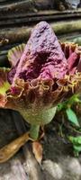 retrato de una flor suweg que está a punto de florecer en un jardín foto