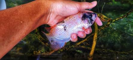 Selection of Oreochromis niloticus fish seeds or tilapia in fish ponds. Oreochromis niloticus which has entered productive age will be used as broodstock photo