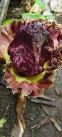 Portrait of Amorphophallus paeoniifolius flower blooming in a garden, this plant thrives in tropical climates photo