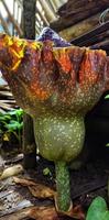 retrato de una flor suweg o amorphophallus paeoniifolius que florece en un jardín, esta flor tiene un olor acre cuando esta flor florece foto