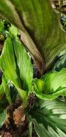 Selective focus of Kaempferia rotunda, this plant is a spice plant which is efficacious for warding off the corona virus-19 photo