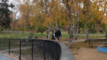 a pigeon walks along a metal parapet