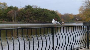 a lone seagull sits on a metal fence