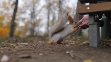 the squirrel takes nuts from the hands video