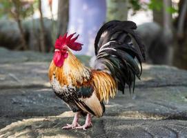 Bantam walking on the floor photo