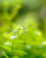 hoja verde en la plantación foto