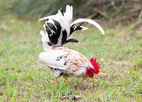 White Bantam in fram photo