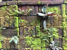 mossy brick arrangement. red brick building materials photo