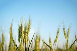 imagen de granos de cebada creciendo en un campo
