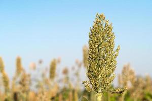 Sorghum or Millet agent blue sky photo