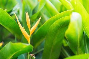 Bird of paradise flower photo