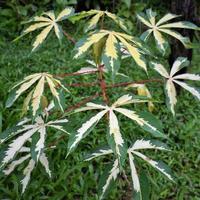 Photo of variegated cassava in the garden