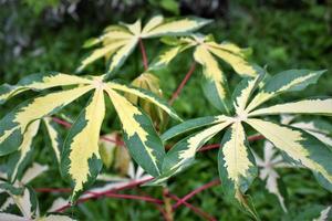 Photo of variegated cassava in the garden