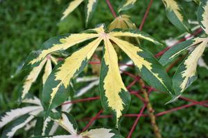 Photo of variegated cassava in the garden
