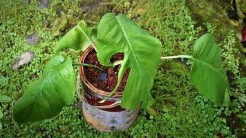 forest plant farming in the garden photo