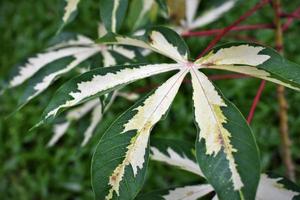Photo of variegated cassava in the garden