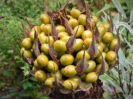 photo of yellow fruit in the garden