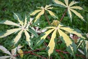 Photo of variegated cassava in the garden