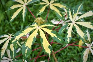 Photo of variegated cassava in the garden