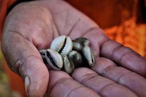 foto de una pequeña almeja blanca en la playa