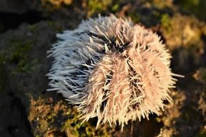 Photo of sea urchin on the beach