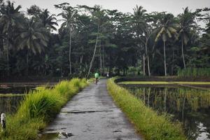 road in the middle of rice fields in the village photo