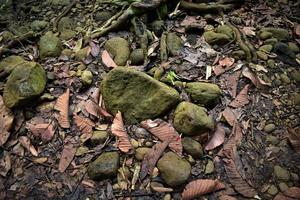 hojas secas y rocas en el suelo foto