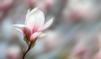 Blurred magnolia flowers photo