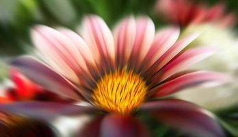 Beautiful blurred flower photo