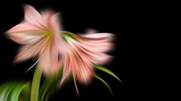 blurred amaryllis flowers on black background photo