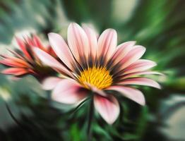 Abstract blurred flowers photo