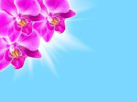 Floral background with orchids photo