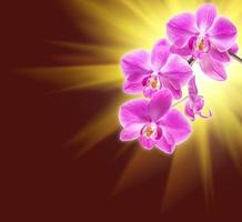 Floral background with orchids photo