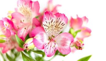 Alstroemeria flowers background photo