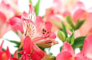 Alstroemeria flowers background photo