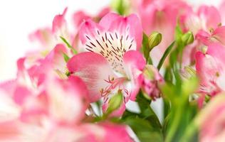 Alstroemeria flowers background photo