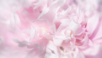 blooming peonies in the garden photo