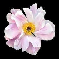 Floral background. Peony flower isolated on black photo