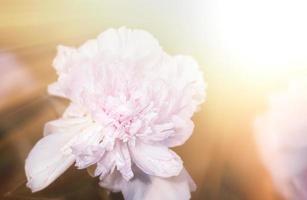 blooming peonies in the garden photo