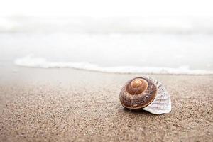 Shell on the beach photo