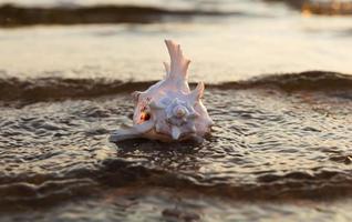 Sea shell lies on the sandy beach photo