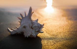 Sea shell lies on the sandy beach photo