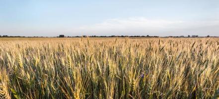 Fresh spring green and yellow wheat field ears photo