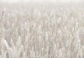 Wheat field ears photo