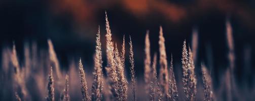 Field with dry autumn grass photo