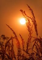 Wild field of grass on the golden sunset photo